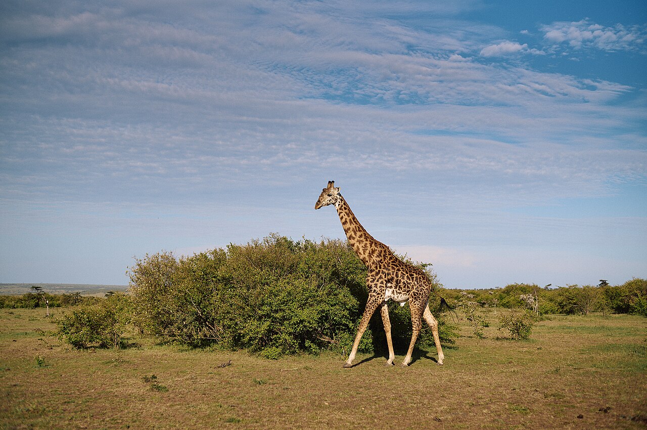 Masai Mara Giraffe